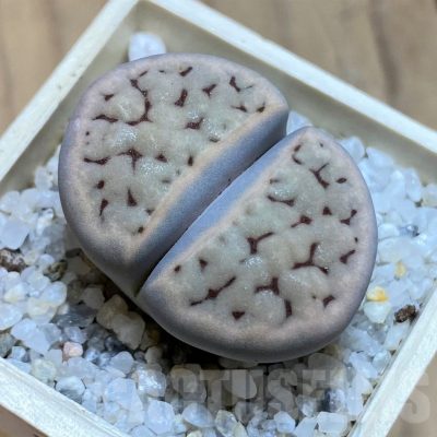 SH21526 Lithops karasmontana C168