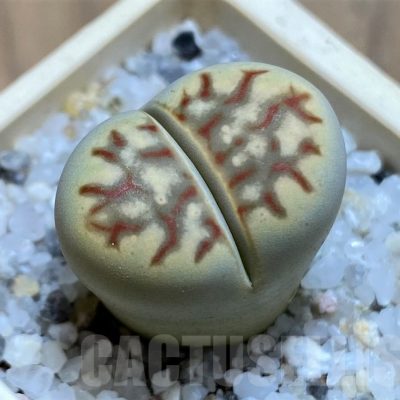 SH21531 Lithops dorotheae