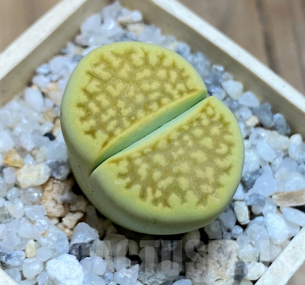 SH21532 Lithops hallii 'Green Soapstone'