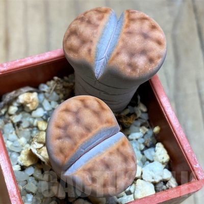 SH21536 Lithops karasmontana 'Tischeri'