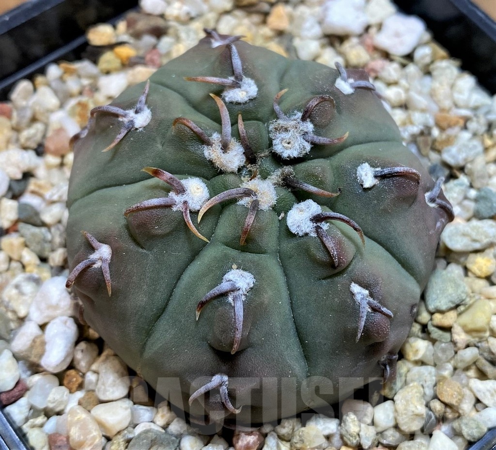 SH21485 Gymnocalycium vatteri v. unguispinum, 7 years old