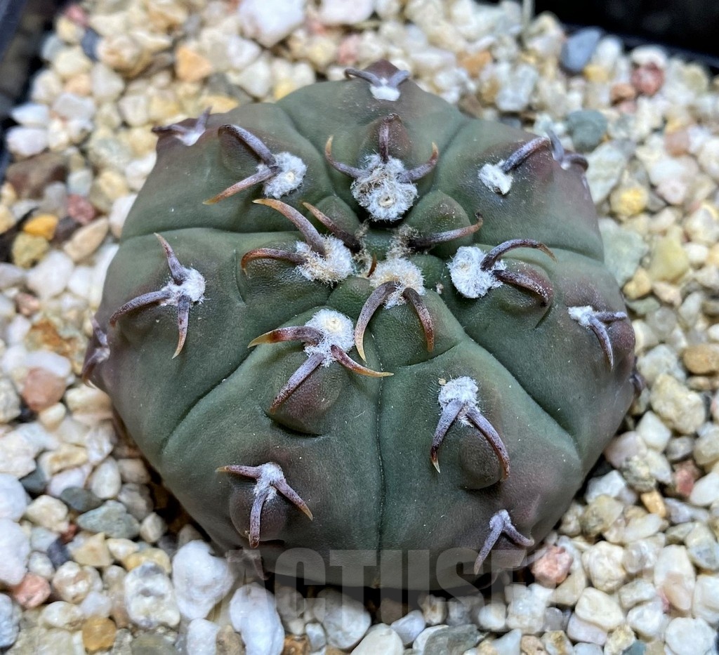 SH21485 Gymnocalycium vatteri v. unguispinum, 7 years old - Image 2