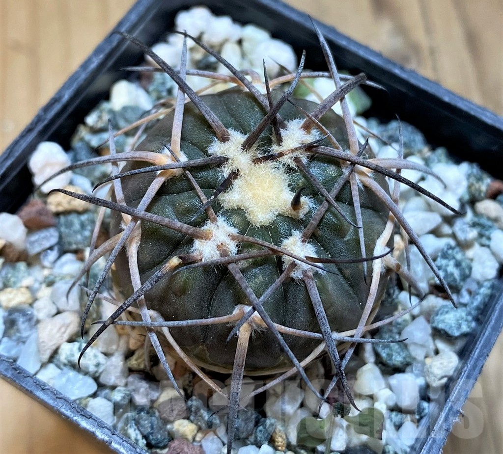 SH21493 Gymnocalycium spegazzinii PP2058