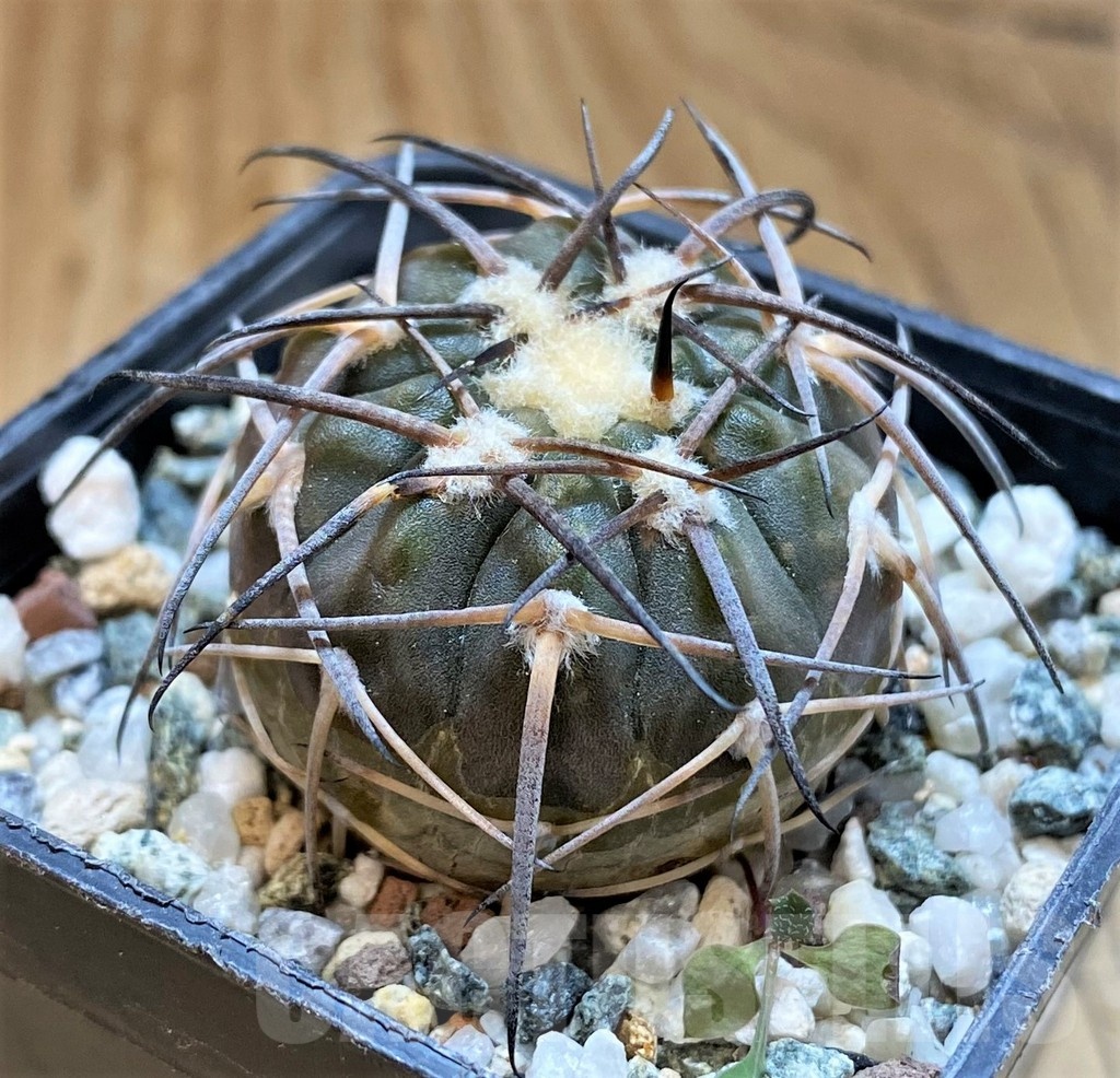 SH21493 Gymnocalycium spegazzinii PP2058 - Image 2