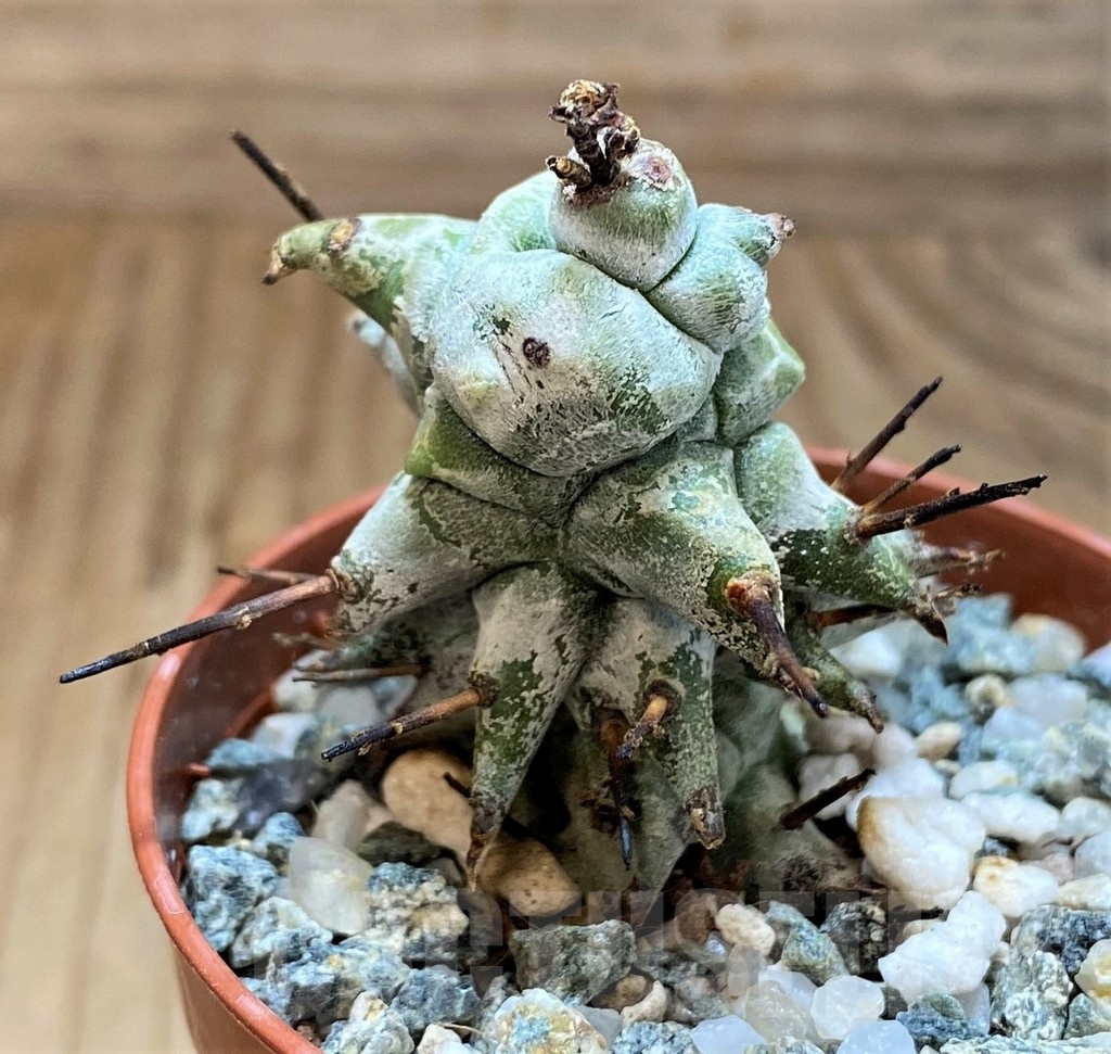 SH21480 Euphorbia horrida f. monstrosa - Image 2