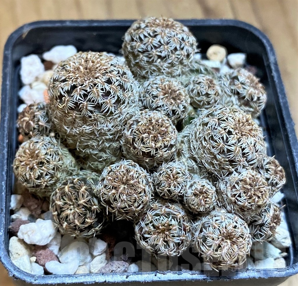 SH21504 Sulcorebutia sp.