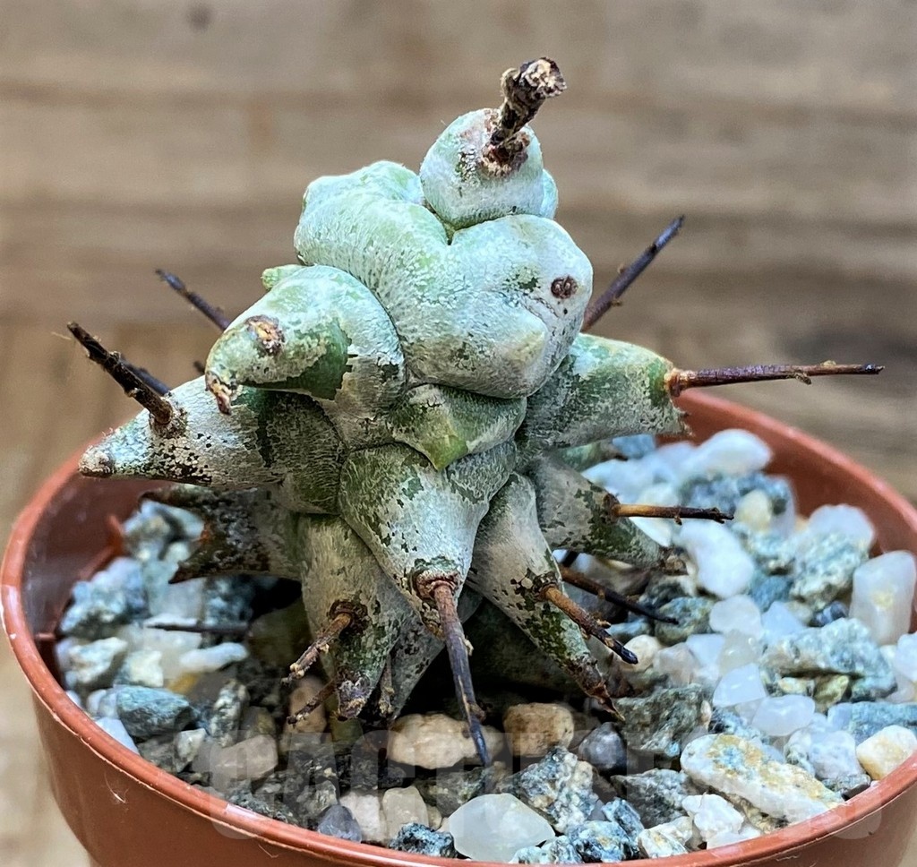 SH21480 Euphorbia horrida f. monstrosa