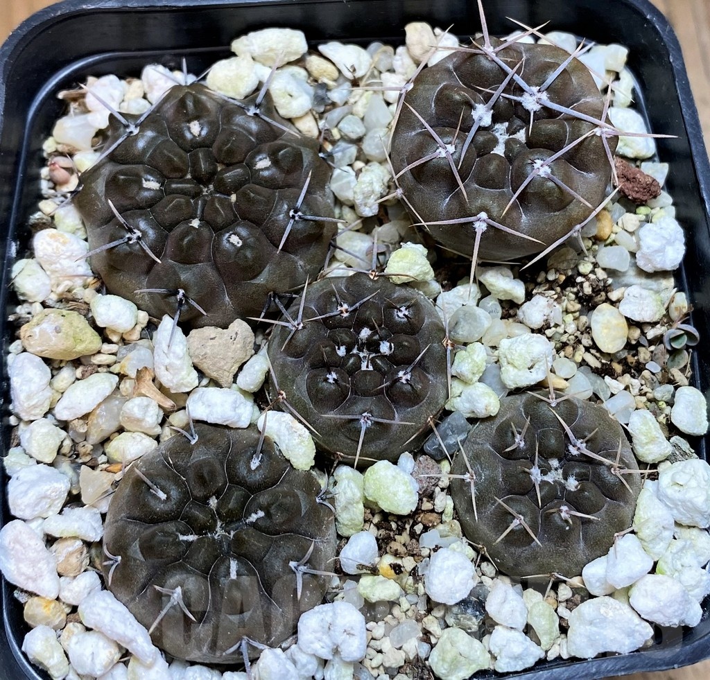 SH21594 Gymnocalycium gibbosum v. chubutense RUS364 - Image 2
