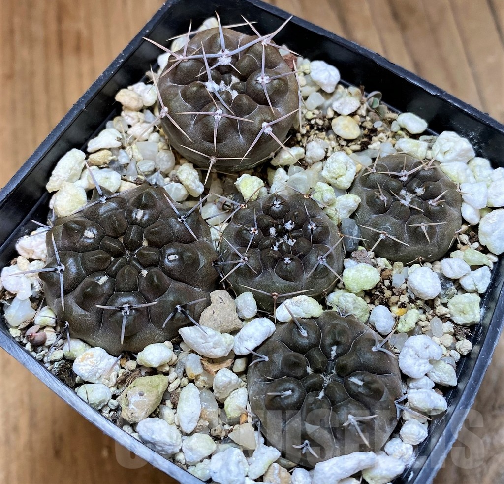 SH21594 Gymnocalycium gibbosum v. chubutense RUS364