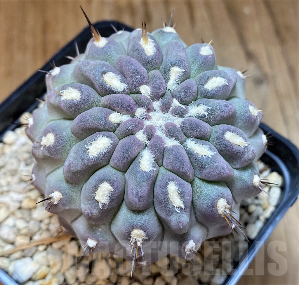 SH21600 Eriosyce heinrichiana