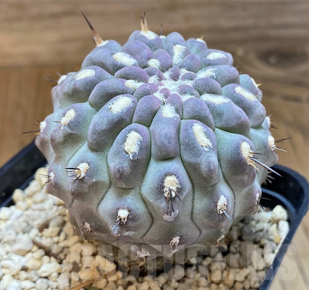 SH21600 Eriosyce heinrichiana - Image 2