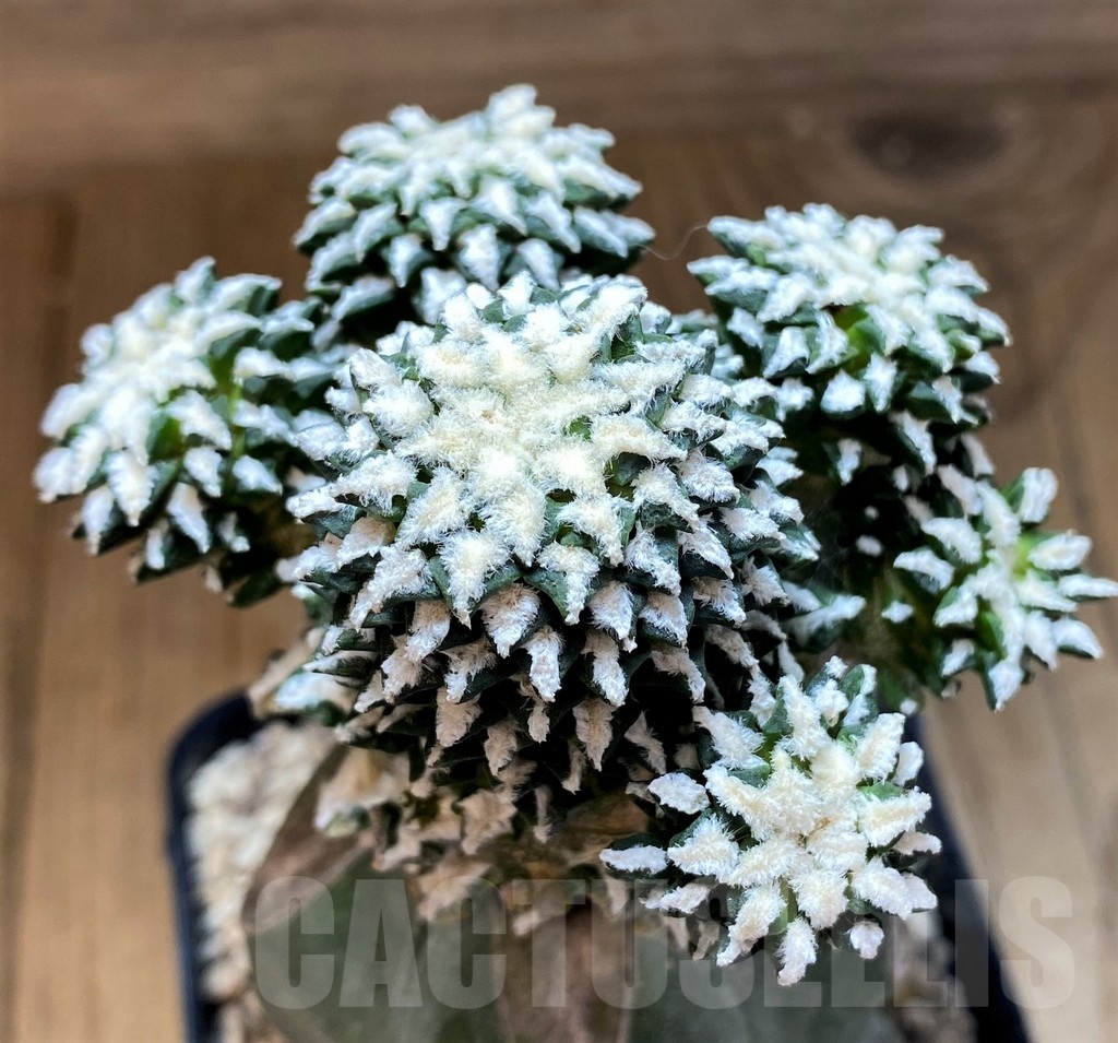 SH21602 Ariocarpus kotschoubeyanus hybrid, grafted