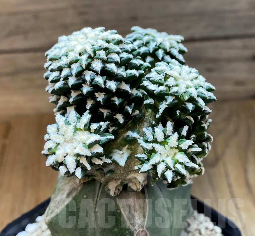 SH21602 Ariocarpus kotschoubeyanus hybrid, grafted - Image 2