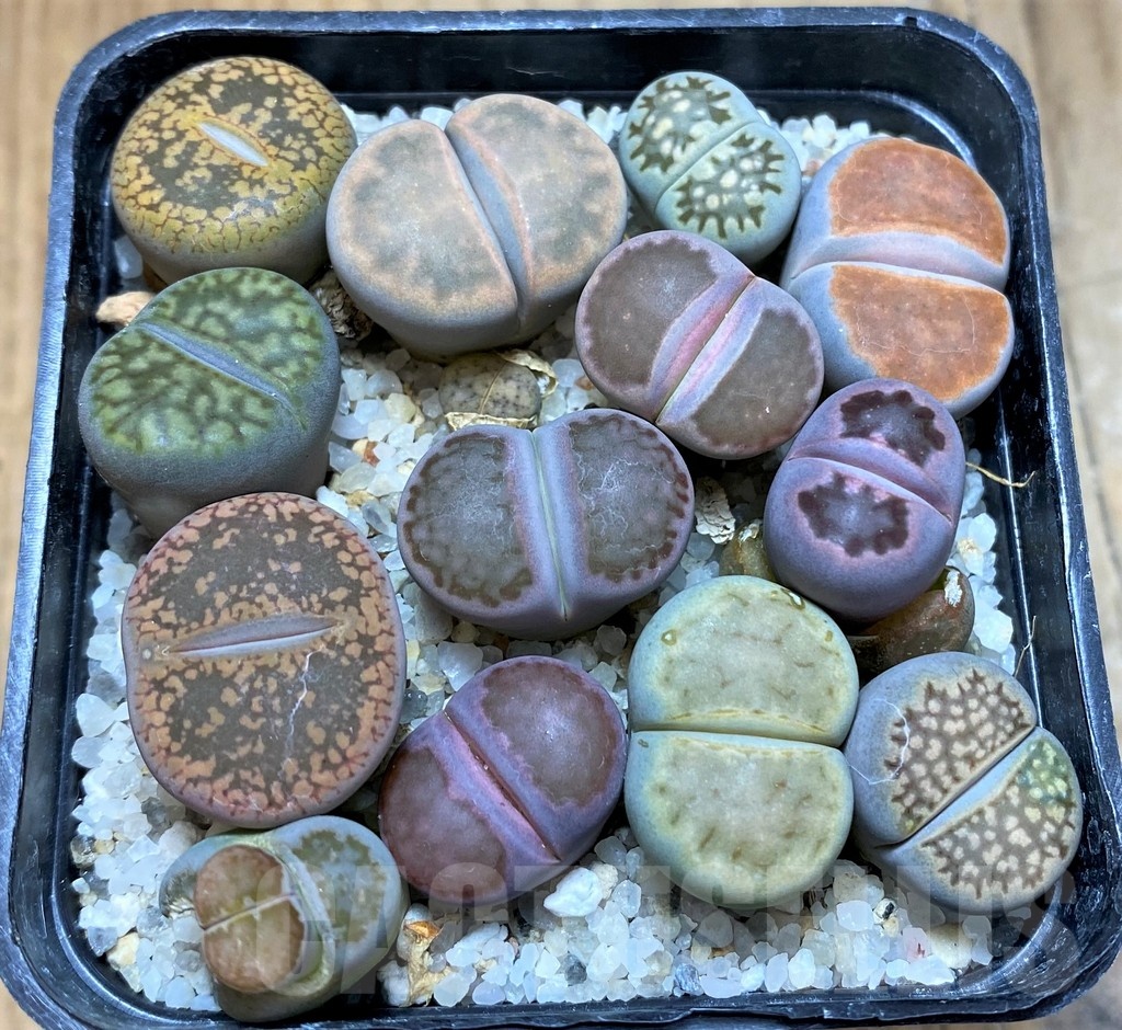 SH21606 Lithops mix