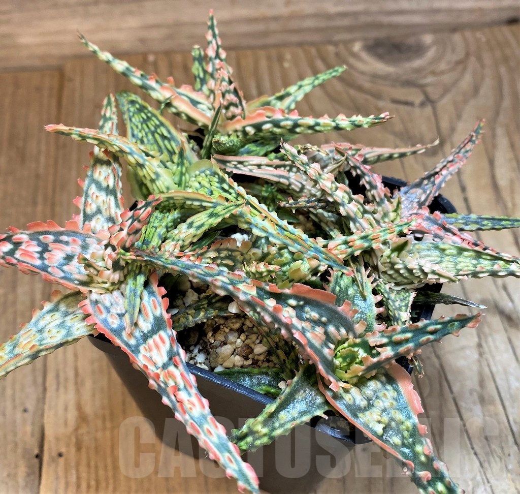 SH21550 Aloe TCT hybrid mix - Image 2