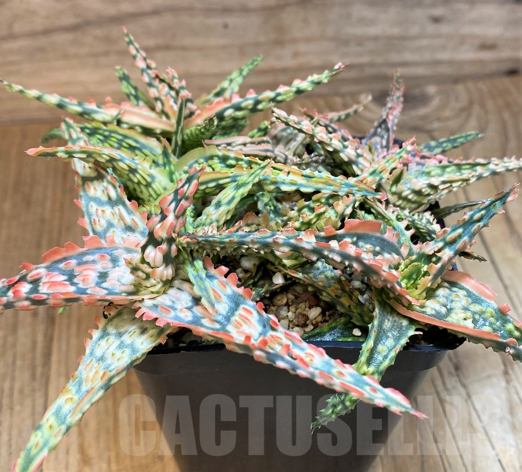 SH21550 Aloe TCT hybrid mix