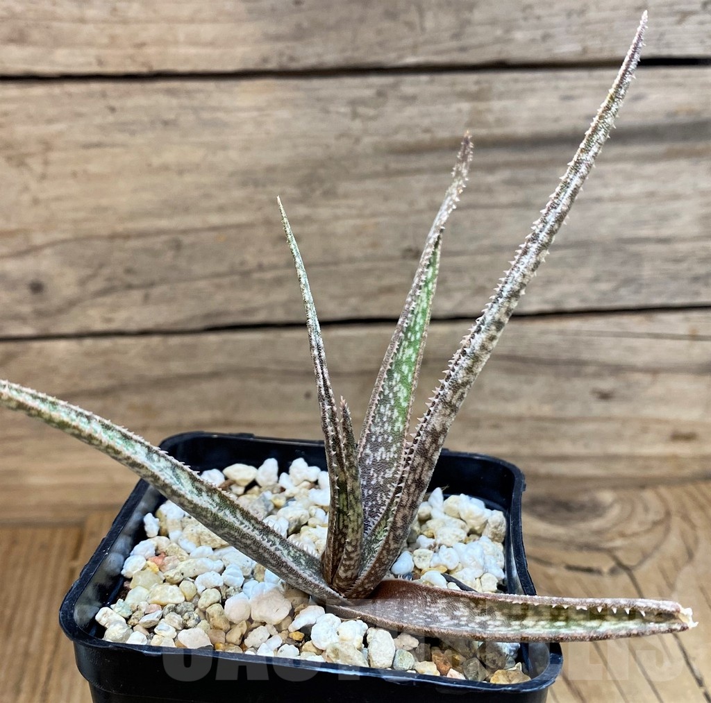 SH21552 Aloe albiflora - Image 2