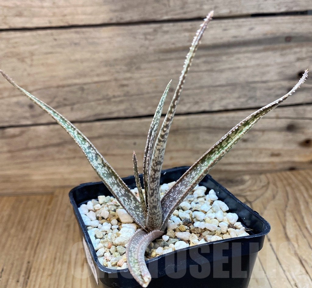 SH21552 Aloe albiflora