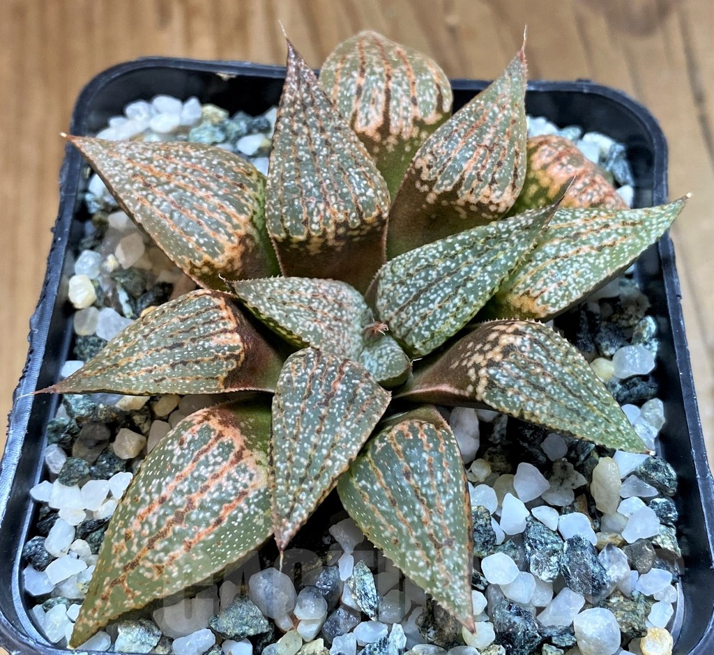 SH21542 Haworthia picta -Japan-
