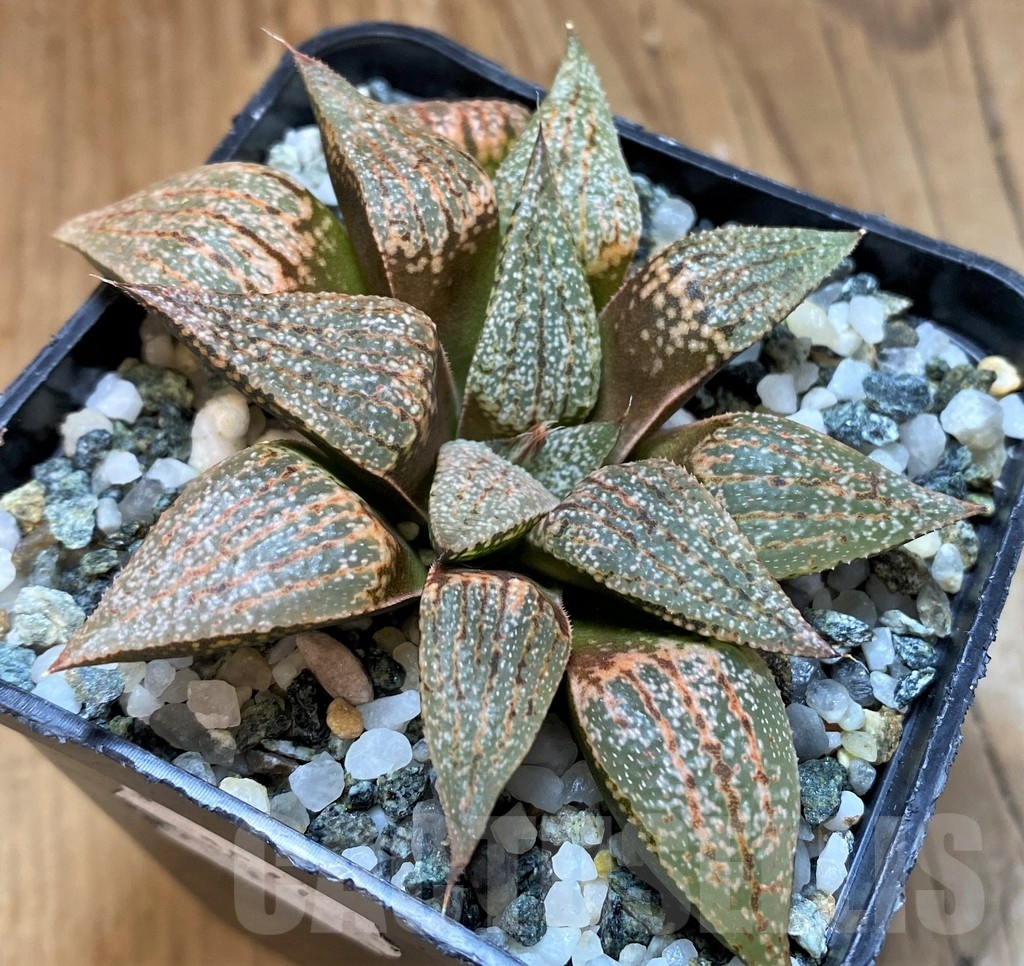 SH21542 Haworthia picta -Japan- - Image 2