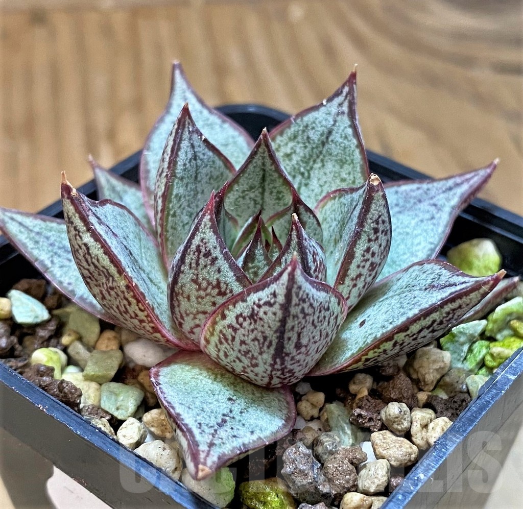 SH21561 Echeveria purpusorum ‘White form’
