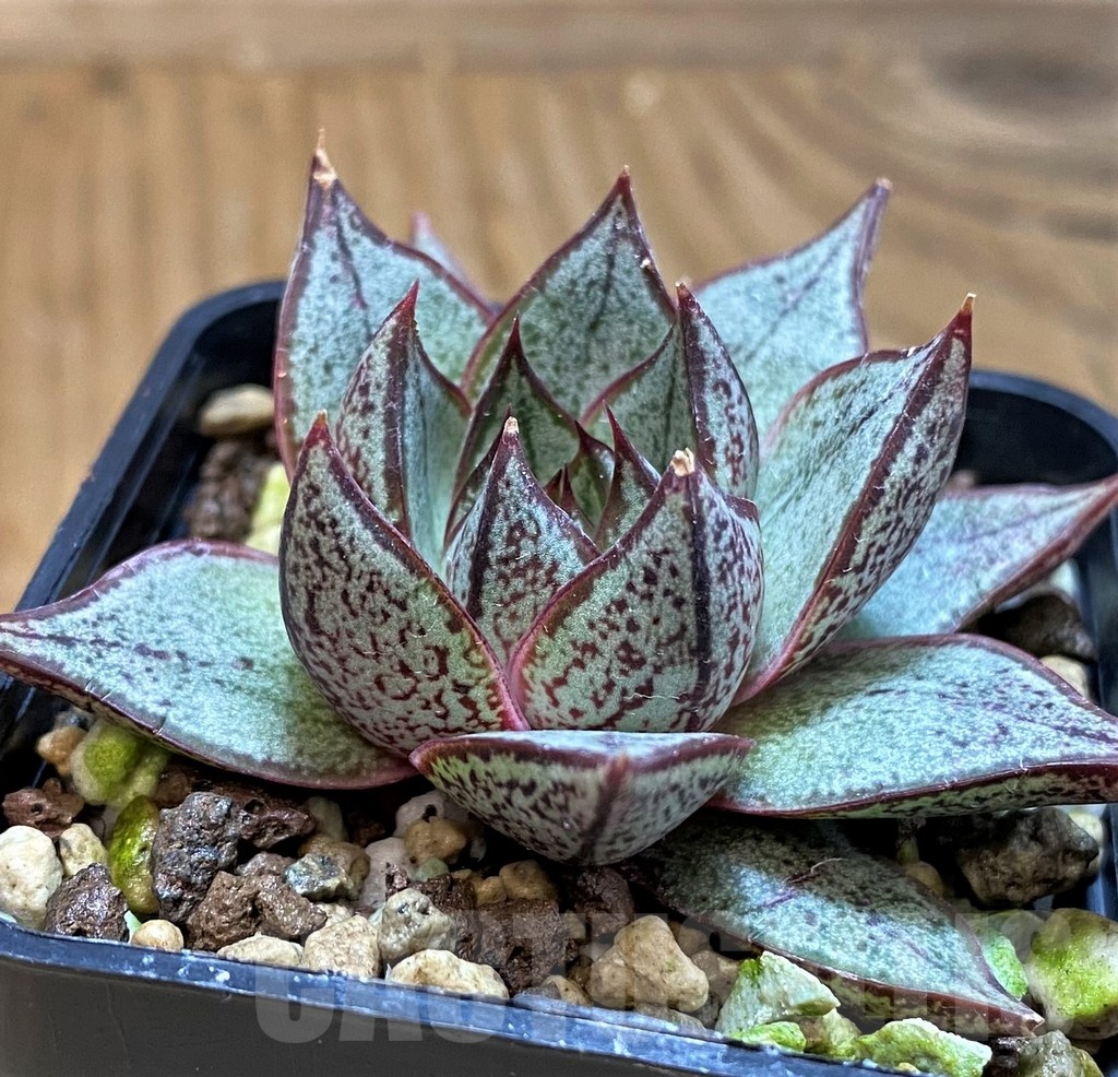 SH21561 Echeveria purpusorum ‘White form’ - Image 2
