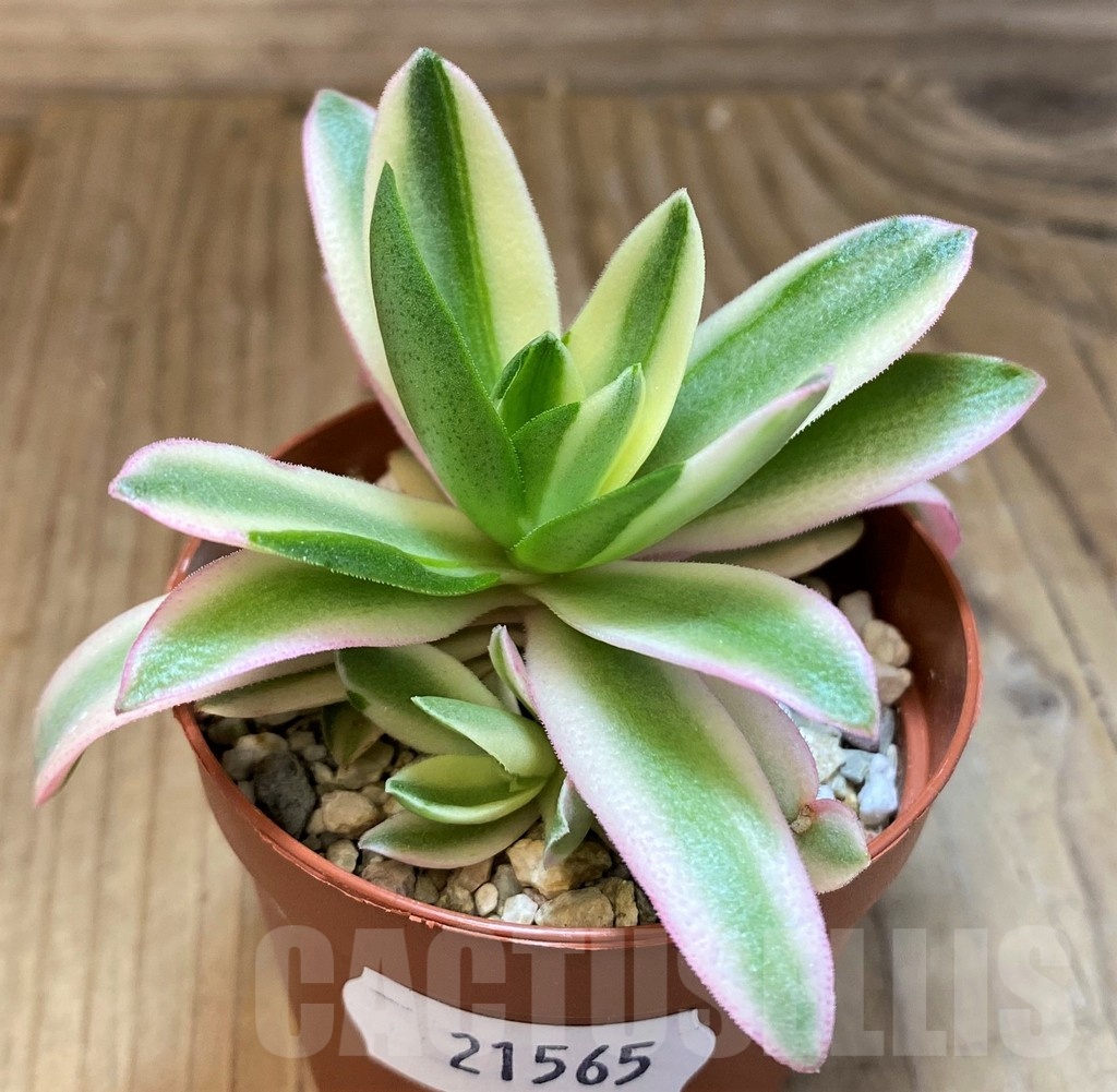 SH21565 Crassula capitella 'Campfire' - Image 2