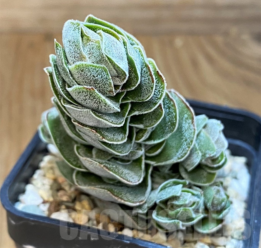 SH21566 Crassula 'Ivory Pagoda'