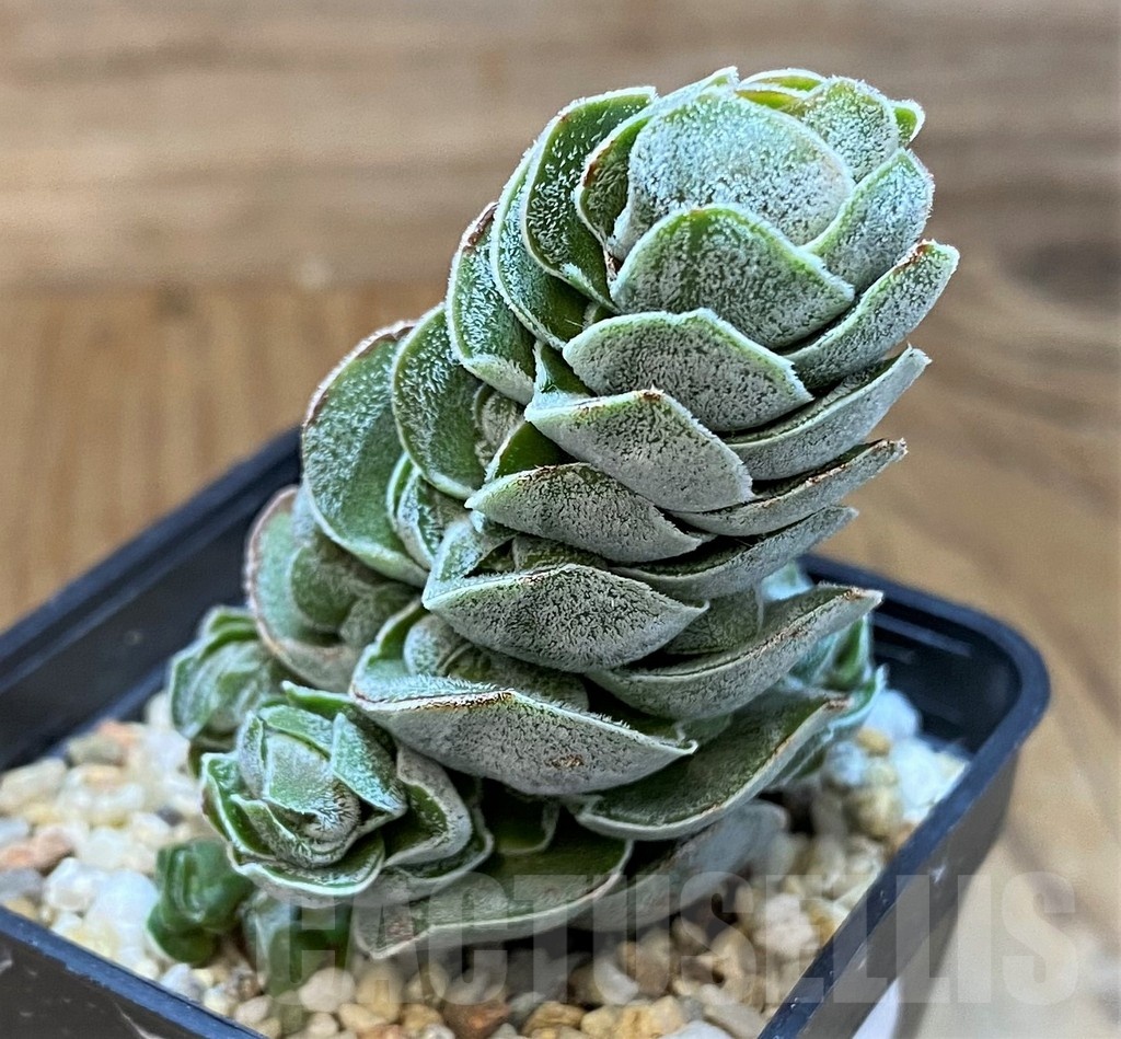 SH21566 Crassula 'Ivory Pagoda' - Image 2