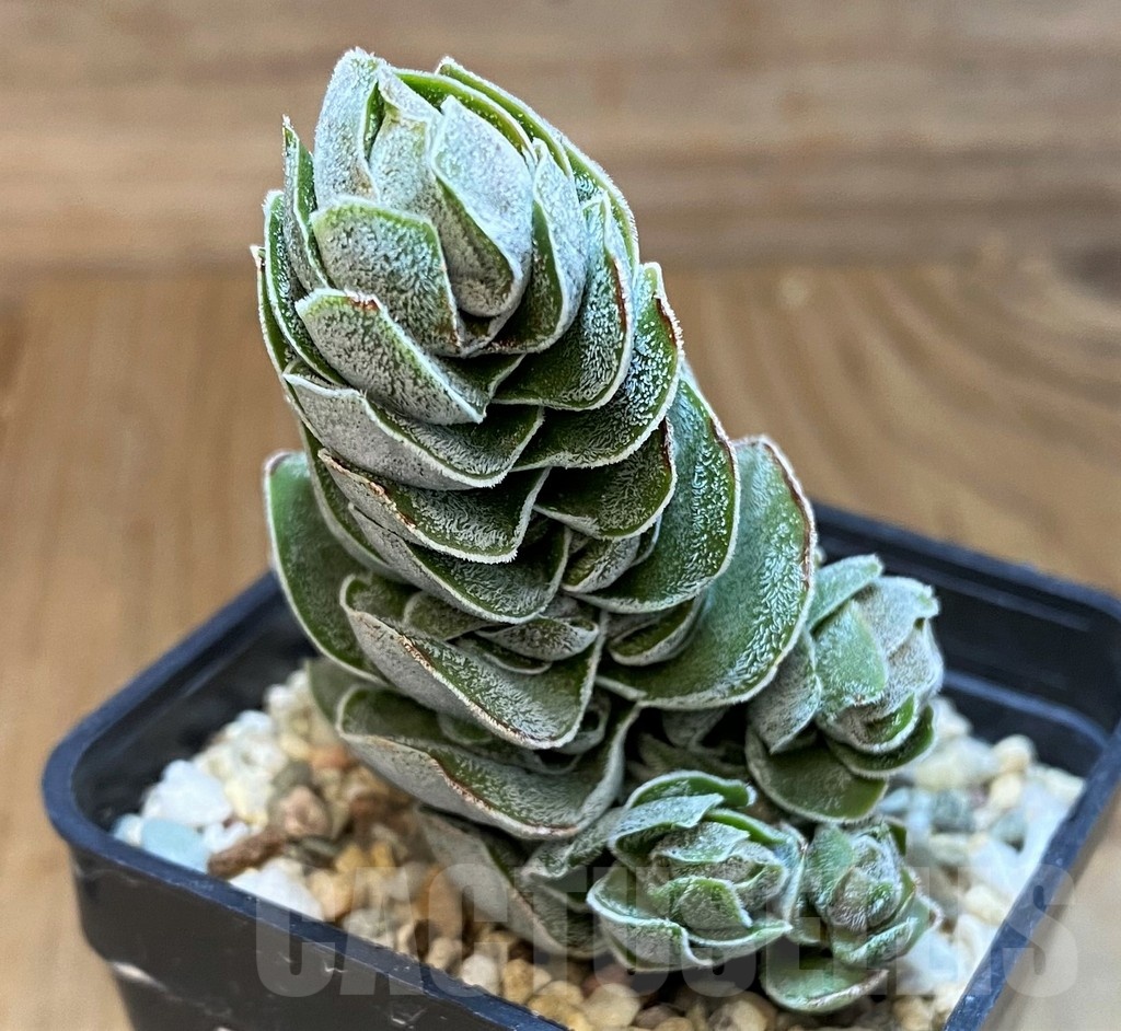 SH21566 Crassula 'Ivory Pagoda' - Image 3
