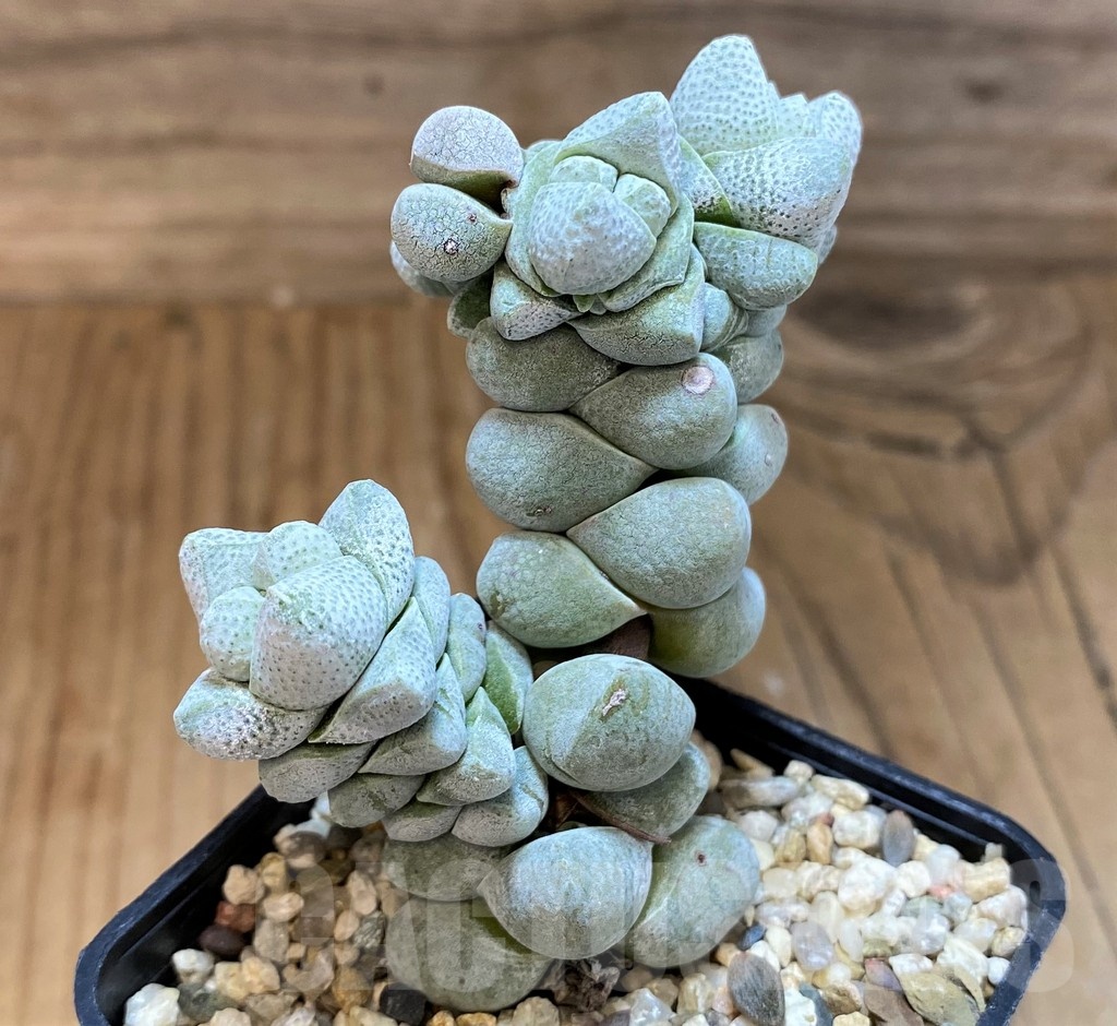 SH21567 Crassula deceptor - Image 2
