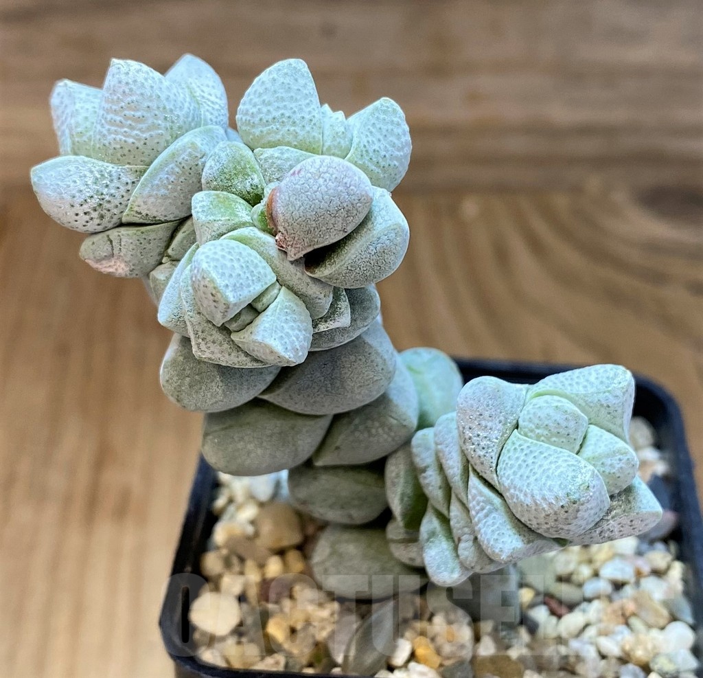 SH21567 Crassula deceptor