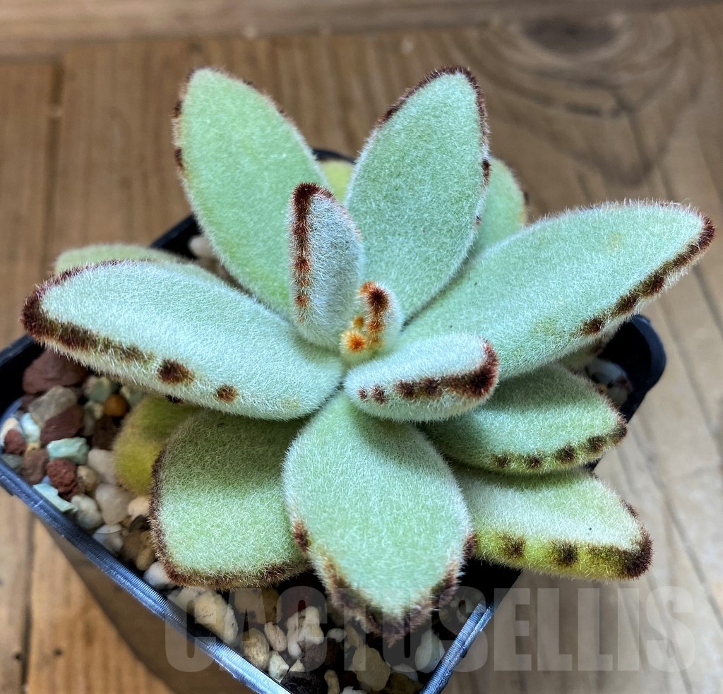 SH21569 Kalanchoe tomentosa