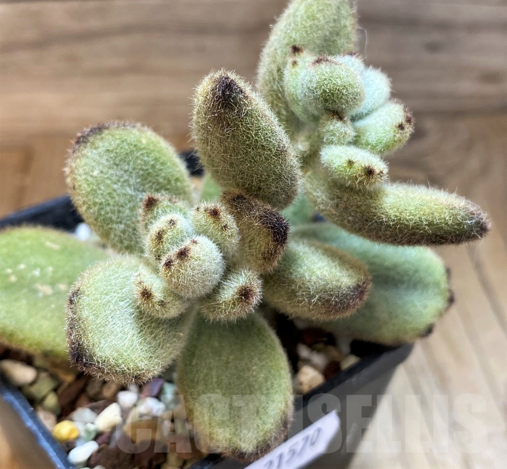 SH21570 Kalanchoe tomentosa 'Teddy Bear' - Image 2