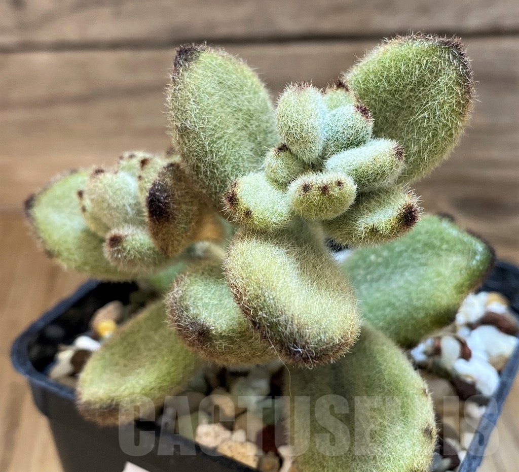 SH21570 Kalanchoe tomentosa 'Teddy Bear'