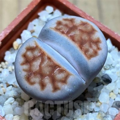 SH21795 Lithops karasmontana 'Lateritia'