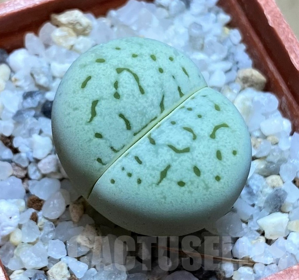 SH21800 Dinteranthus vanzylii 'Emerald'