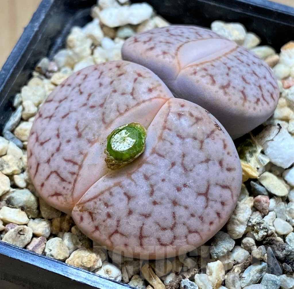 SH21804 Lithops pseudotruncatella v. dendritica