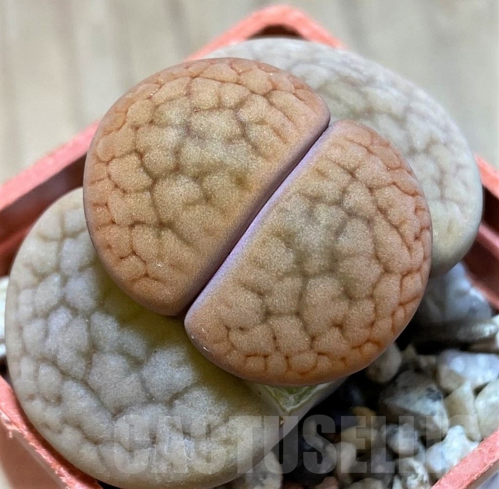 SH21752 Lithops hookeri C110
