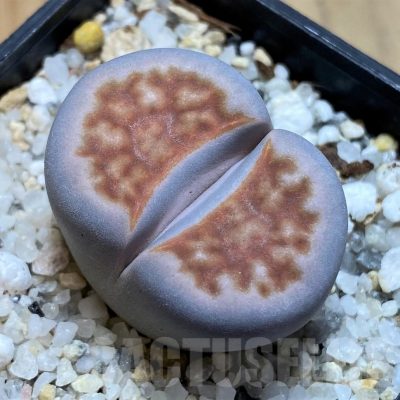 SH21805 Lithops karasmontana v. summitatum
