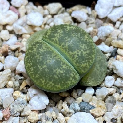 SH21807 Lithops lesliei v. albinica C005B