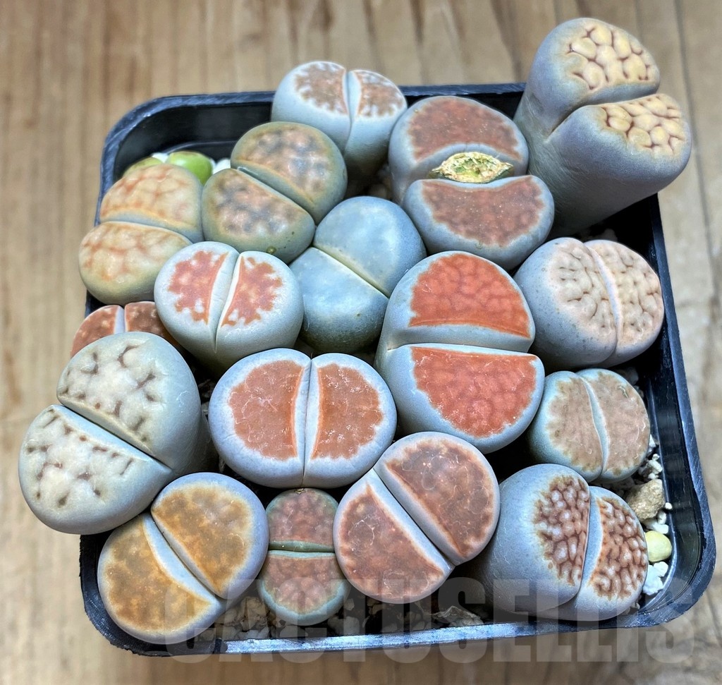 SH21808 Lithops karasmontana mix