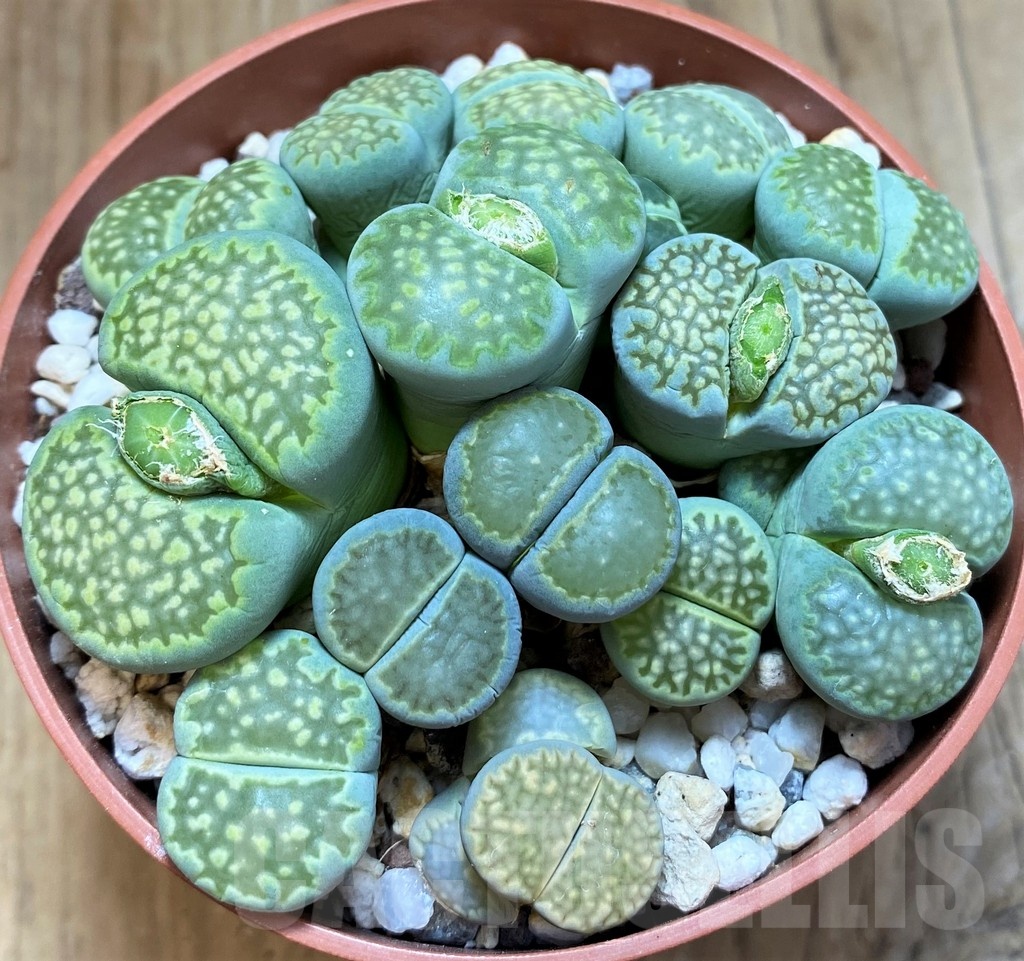 SH21809 Lithops salicola `Malachite` x julii `Fullergreen` mix - Image 2