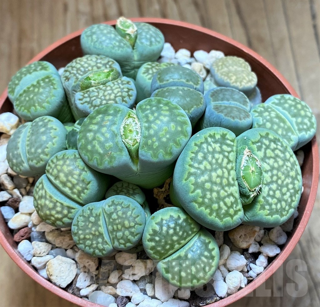SH21809 Lithops salicola `Malachite` x julii `Fullergreen` mix