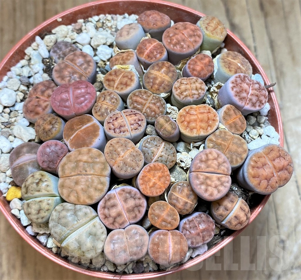 SH21810 Lithops karasmontana 'Tischeri' mix