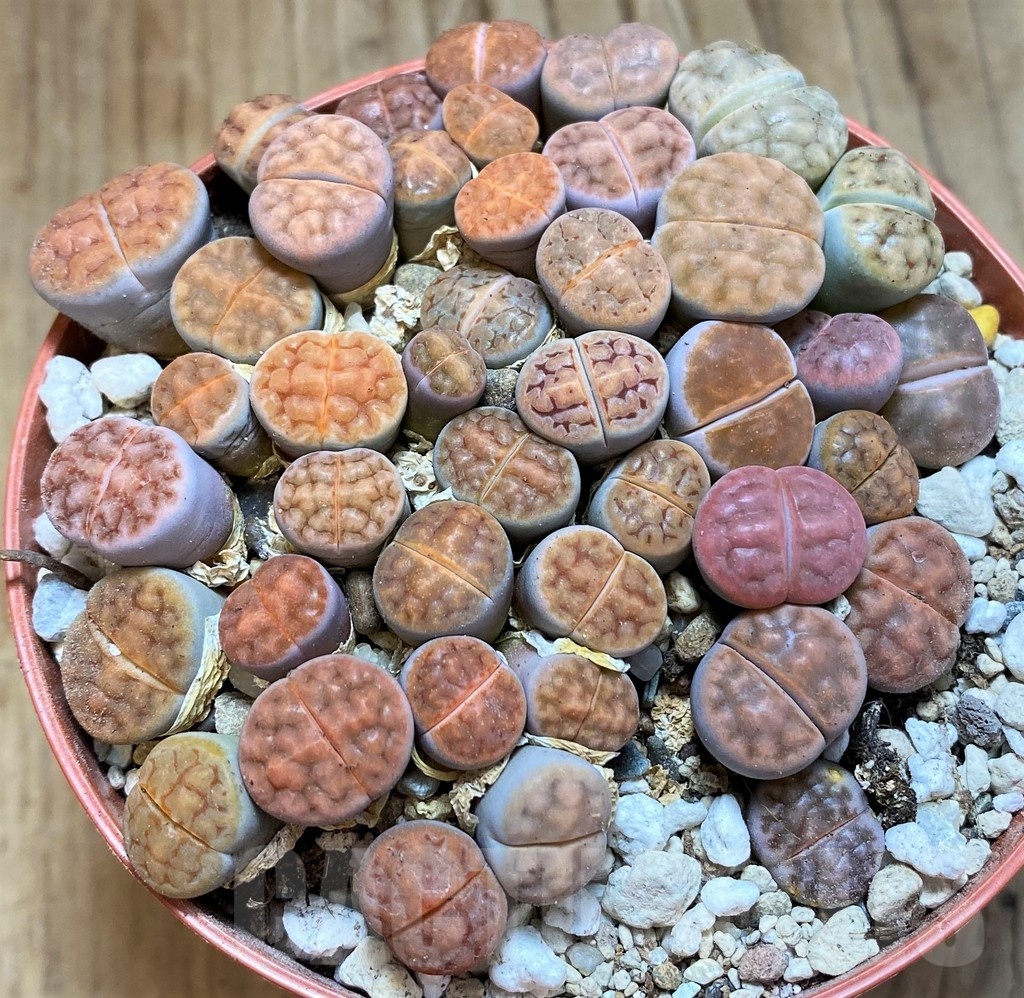 SH21810 Lithops karasmontana 'Tischeri' mix - Image 2