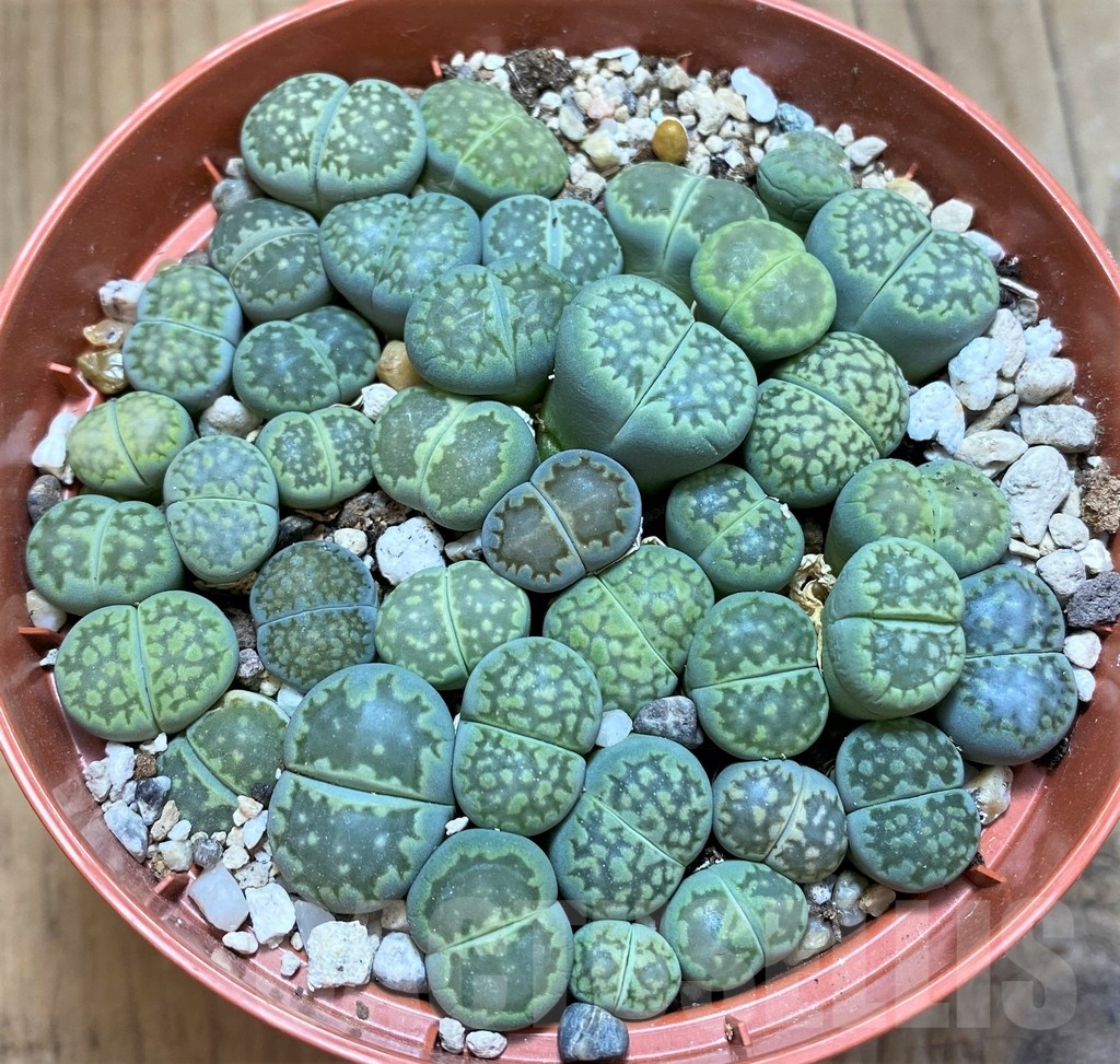 SH21812 Lithops salicola `Malachite` x julii `Fullergreen` mix - Image 2