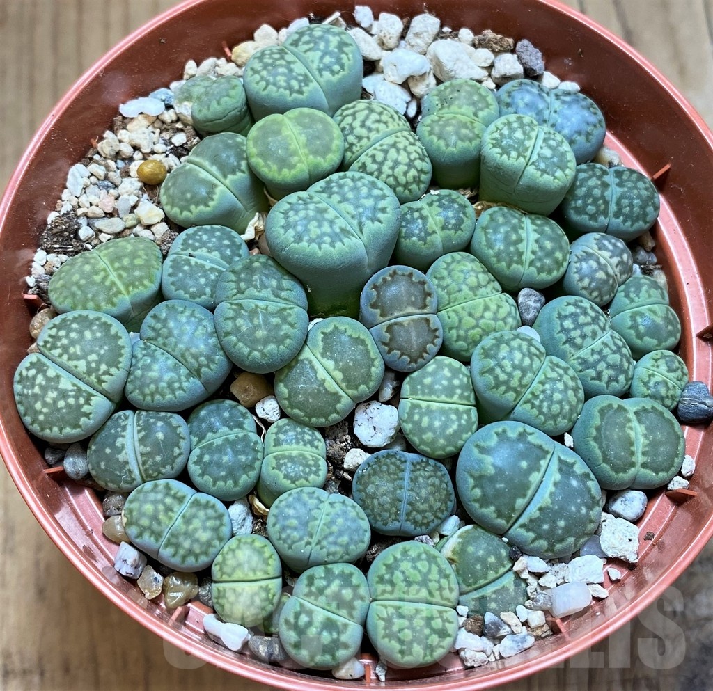 SH21812 Lithops salicola `Malachite` x julii `Fullergreen` mix