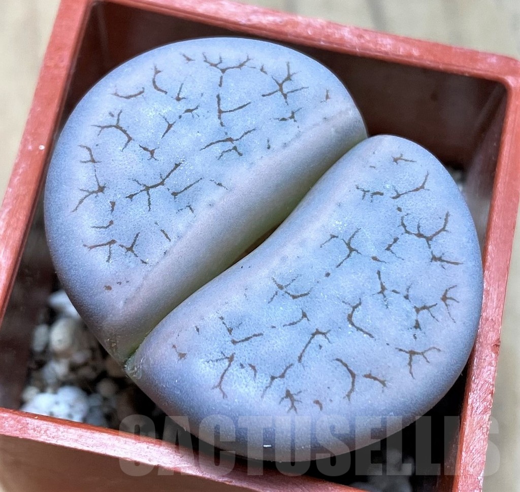 SH21753 Lithops gracilidelineata