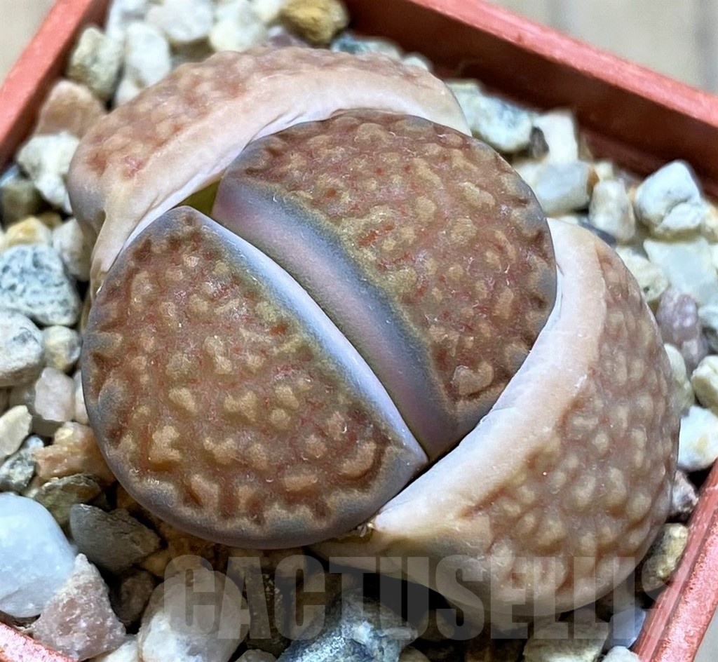 SH21758 Lithops hallii v. ochracea